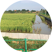 雙水渠隔離種植 生態(tài)殺蟲(chóng)